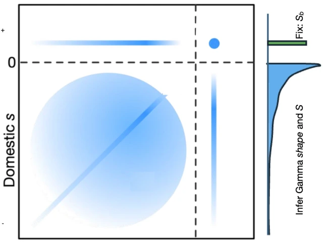 Image of model used to infer joint DFE with positive selection