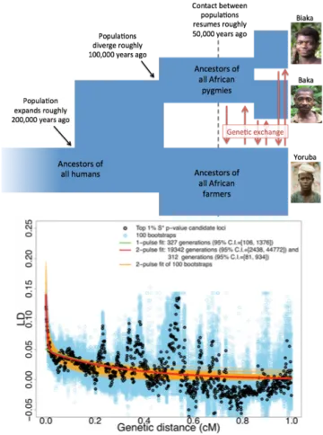 Pygmy-African-Demography